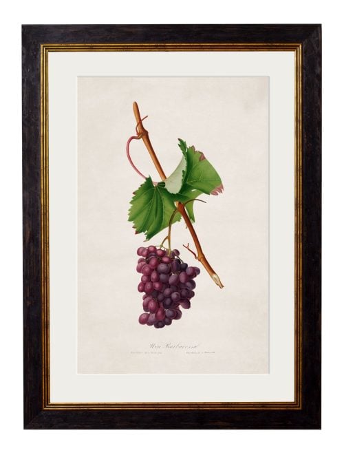 Collection of Botanical Grapes