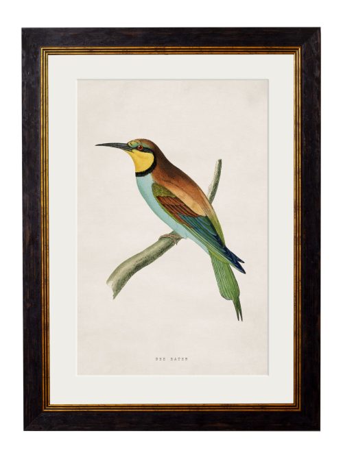 Kingfisher & Bee Eater