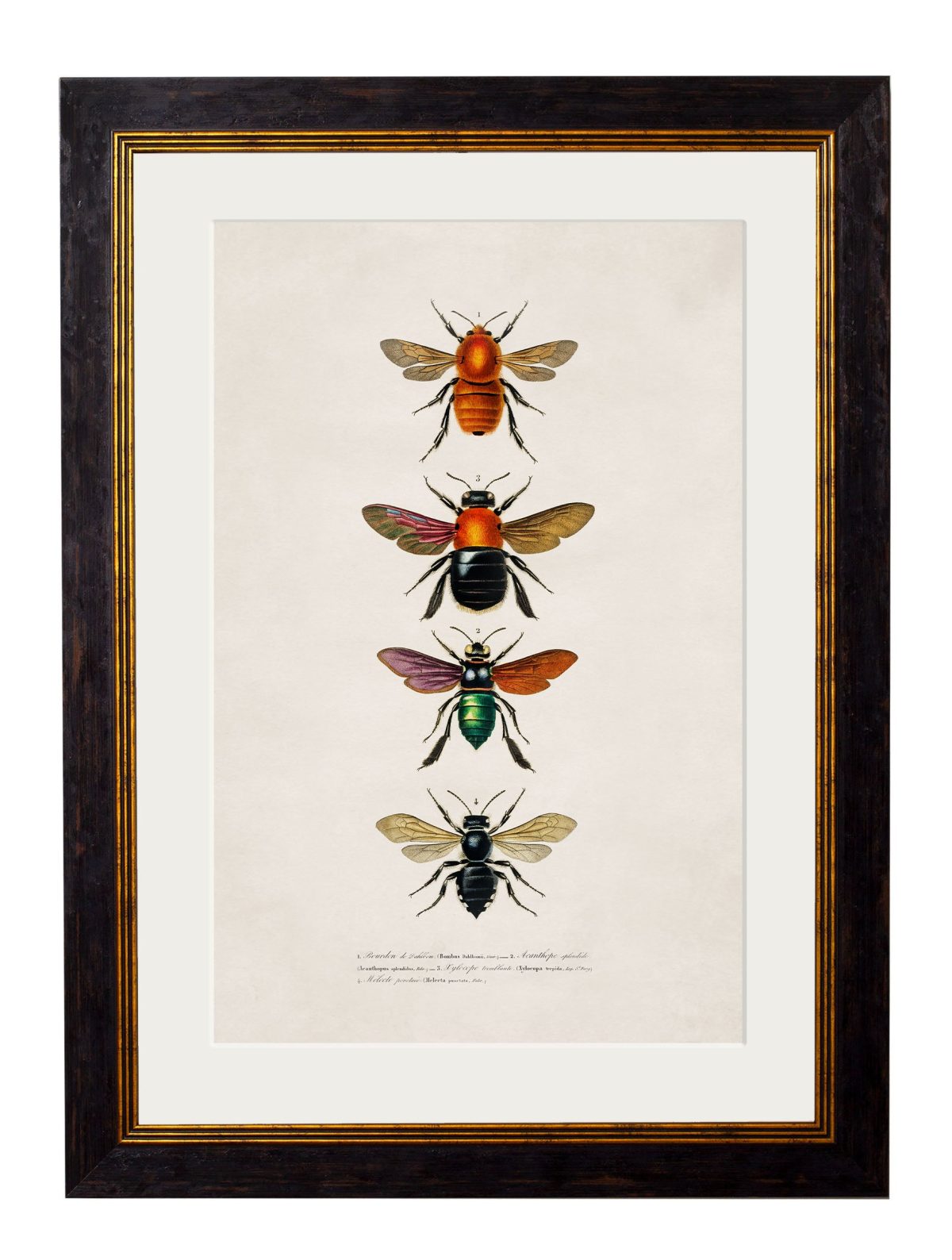 Bees and Wasps