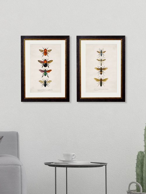 Bees and Wasps