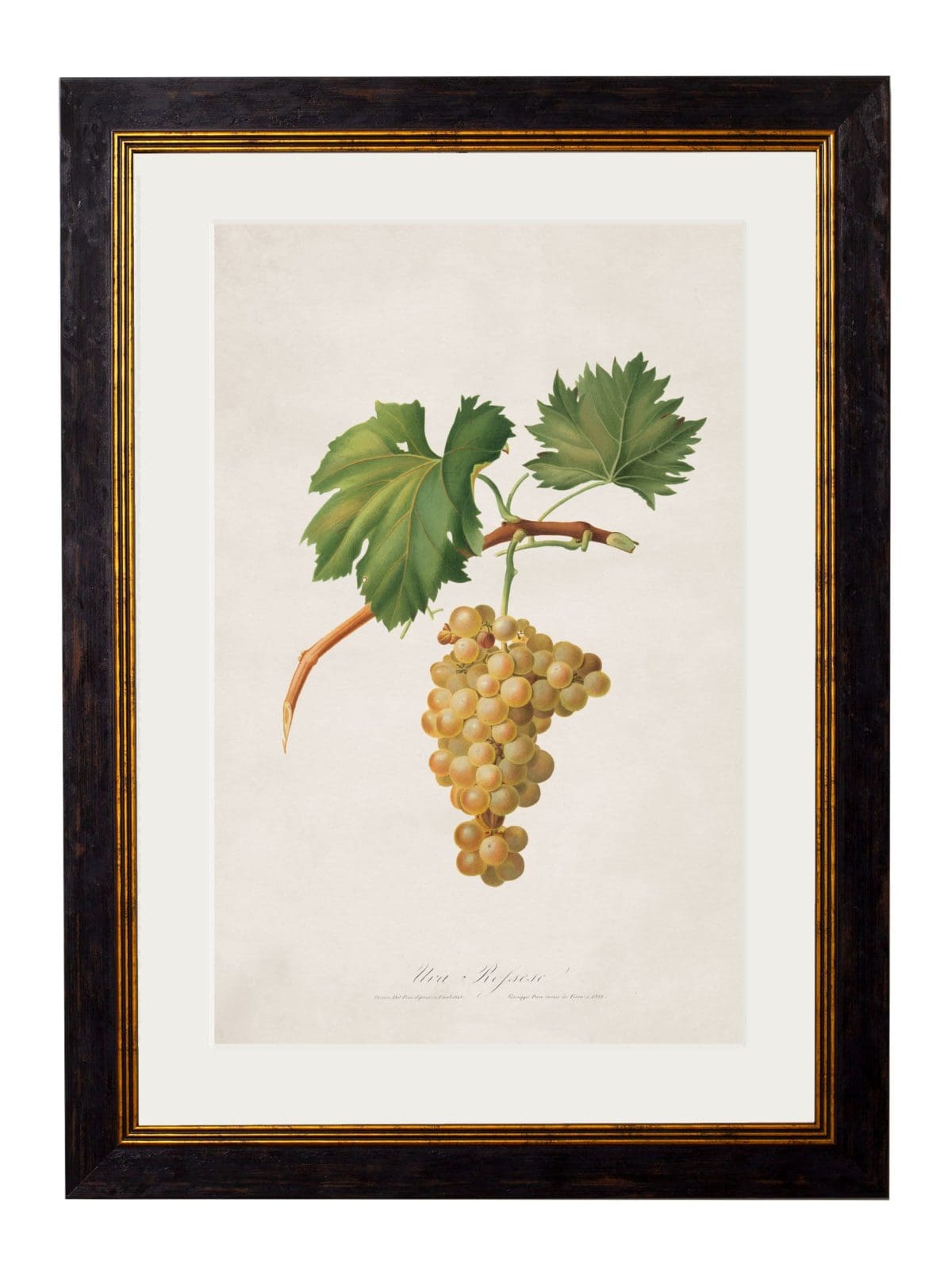 Collection of Botanical Grapes