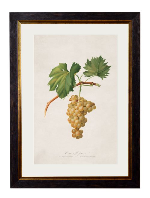 Collection of Botanical Grapes
