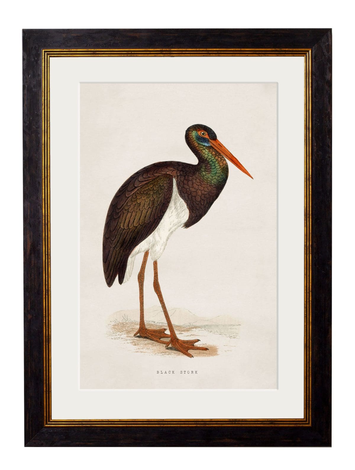 British Wading Birds