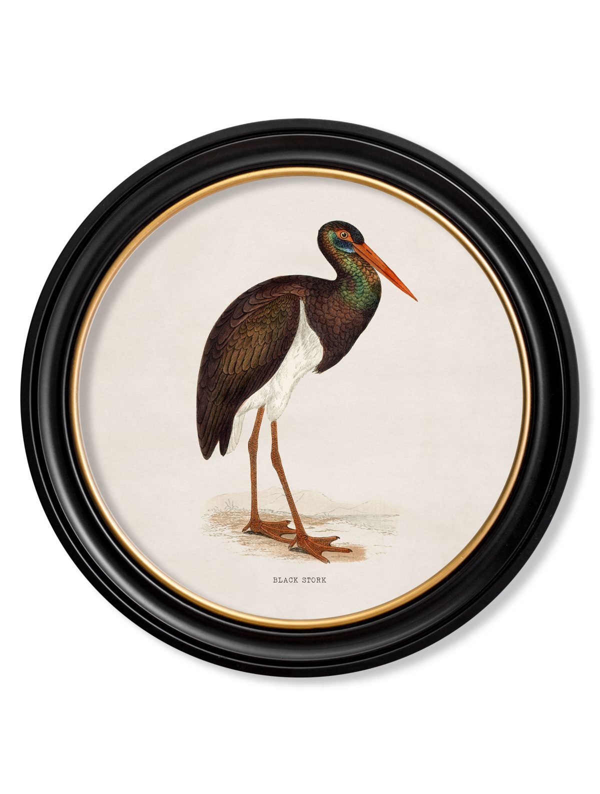 Wading Birds in Round Frames