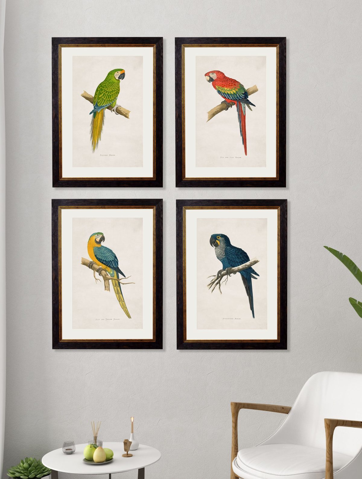 Macaws