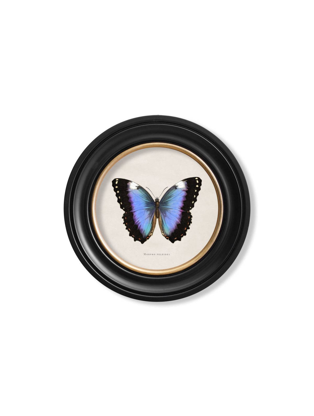 Tropical Butterflies - Round Frames