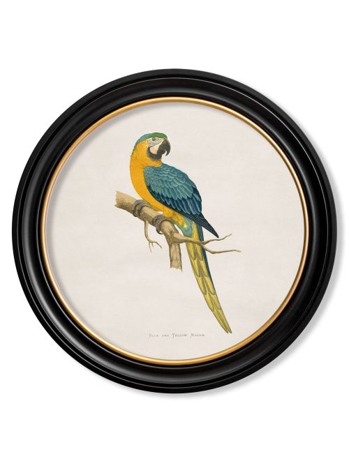 Collection of Macaws in Round Frames