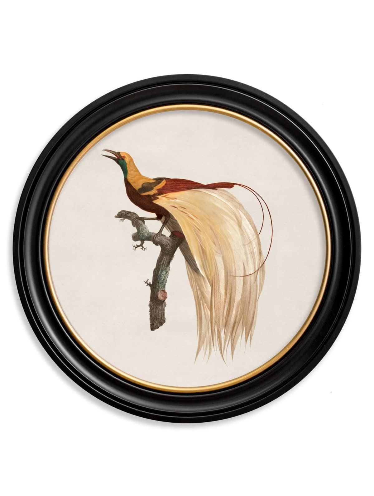 Birds of Paradise - Round Frames