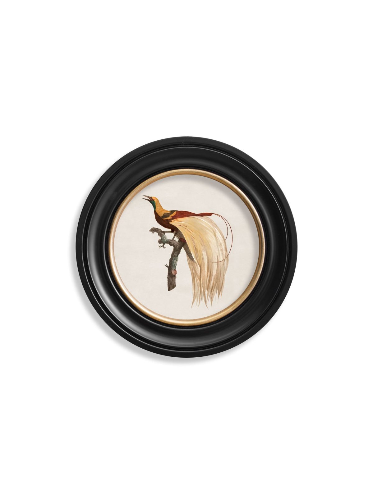 Birds of Paradise - Round Frames