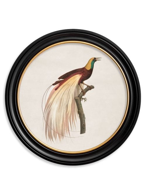 Birds of Paradise - Round Frames