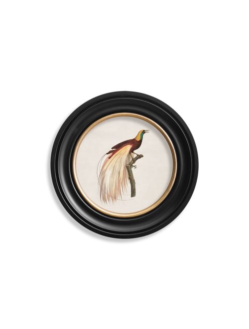Birds of Paradise - Round Frames