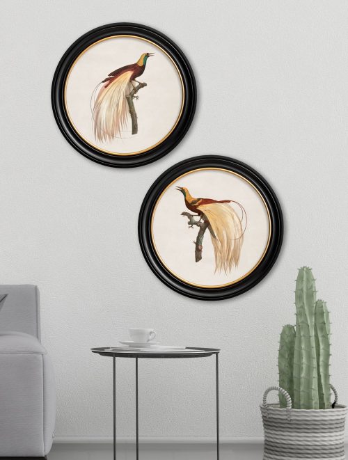 Birds of Paradise - Round Frames