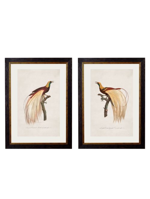 Birds of Paradise