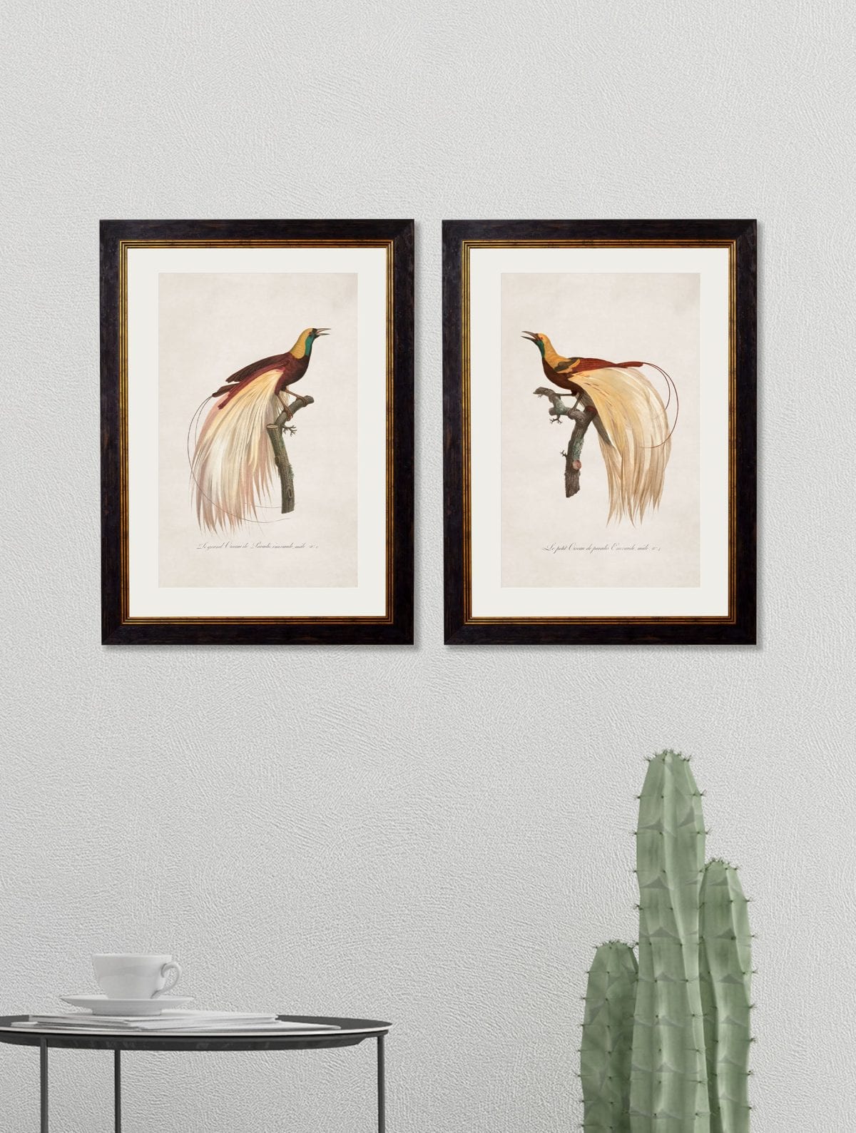 Birds of Paradise