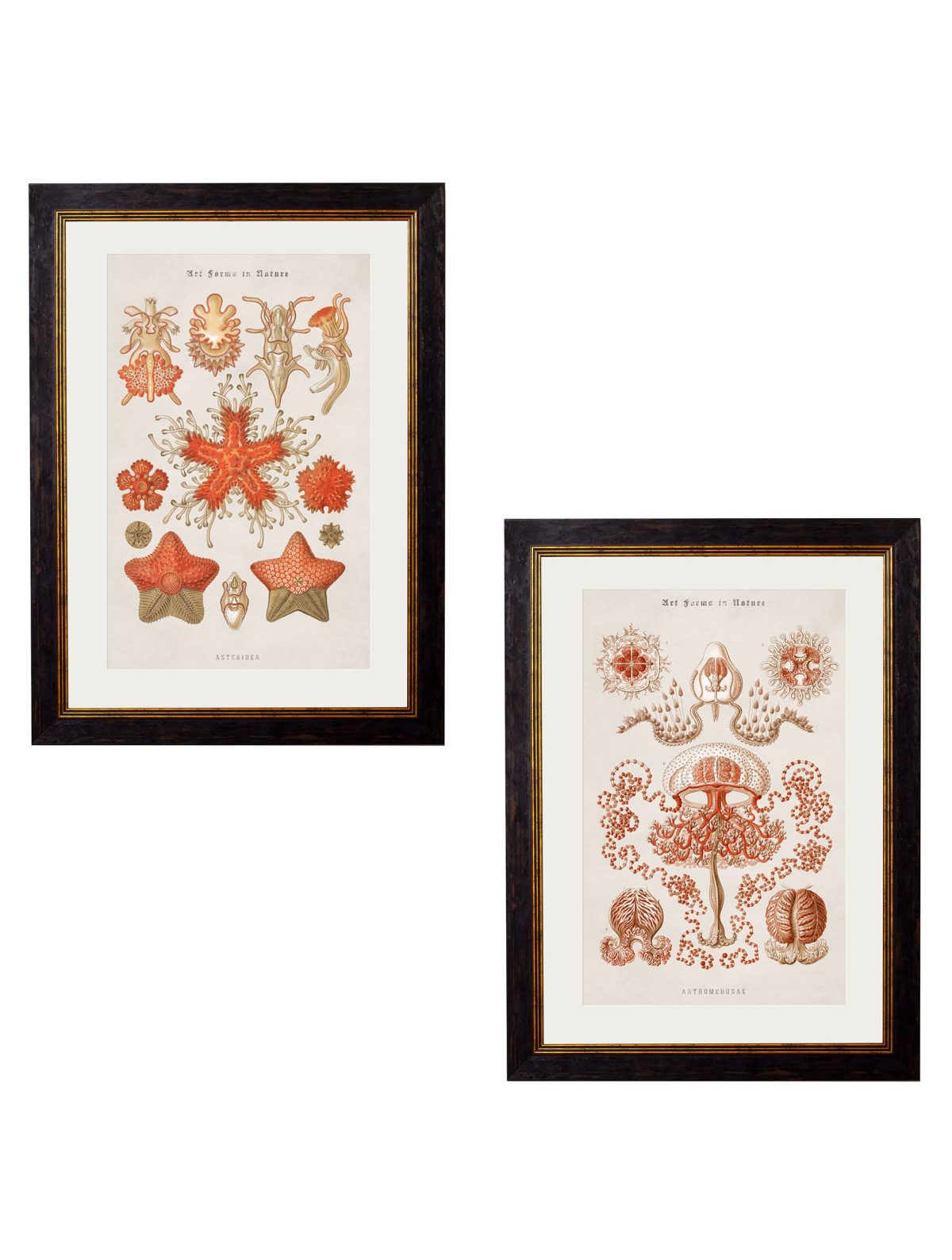Haeckel Marine Animals
