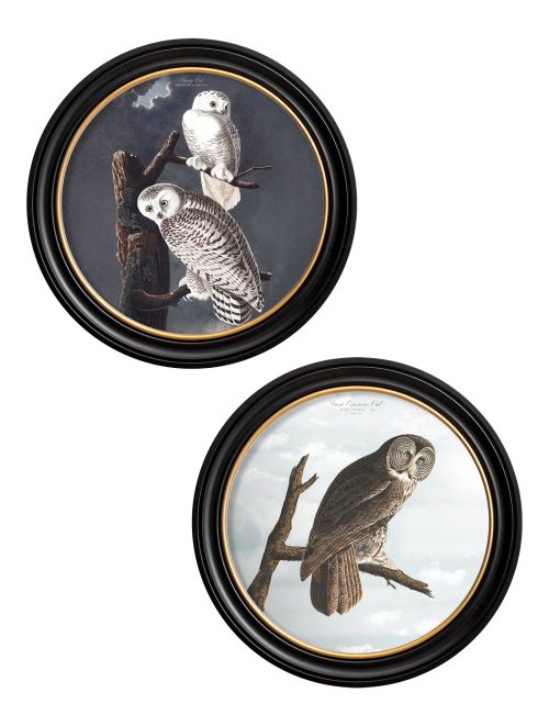 Audubon's Owls - Round Frame