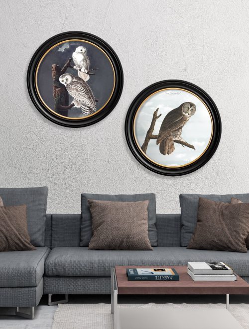 Audubon's Owls - Round Frame