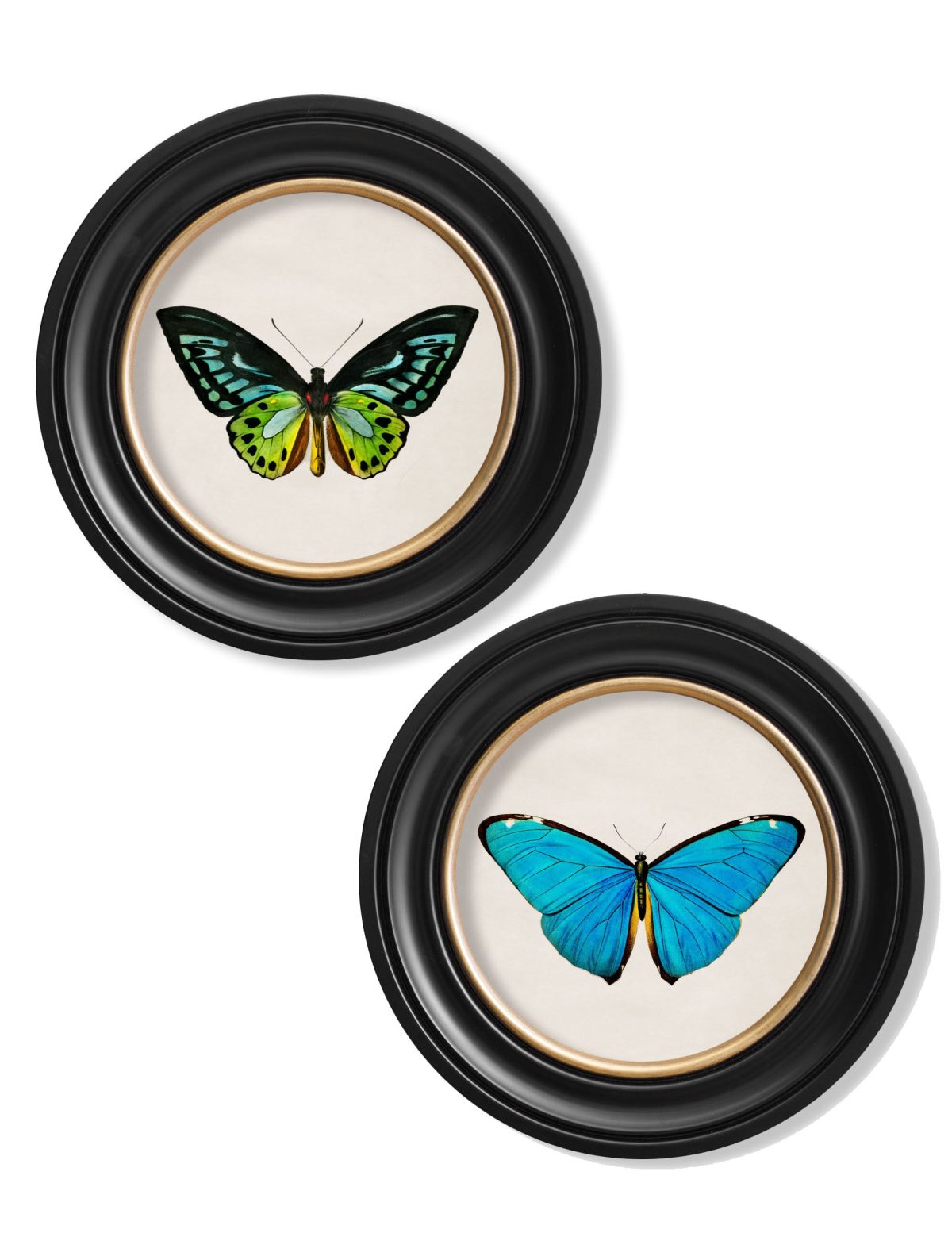 Tropical Butterflies - Round Frames