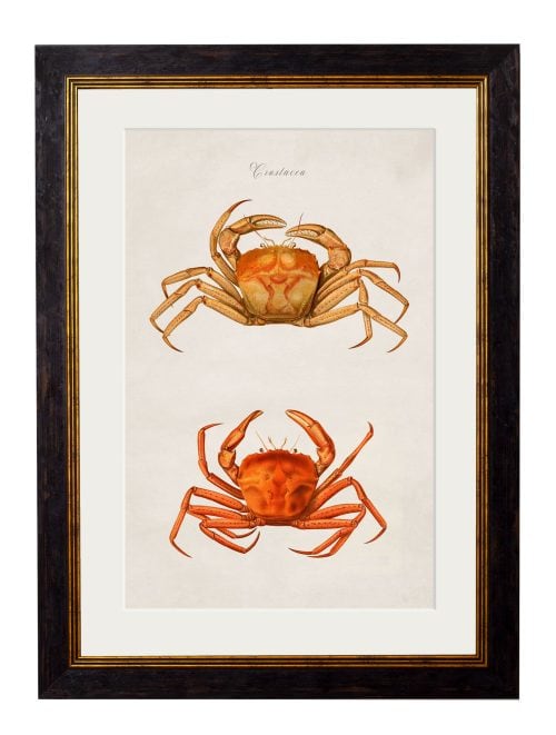 Collection of Marine Animals