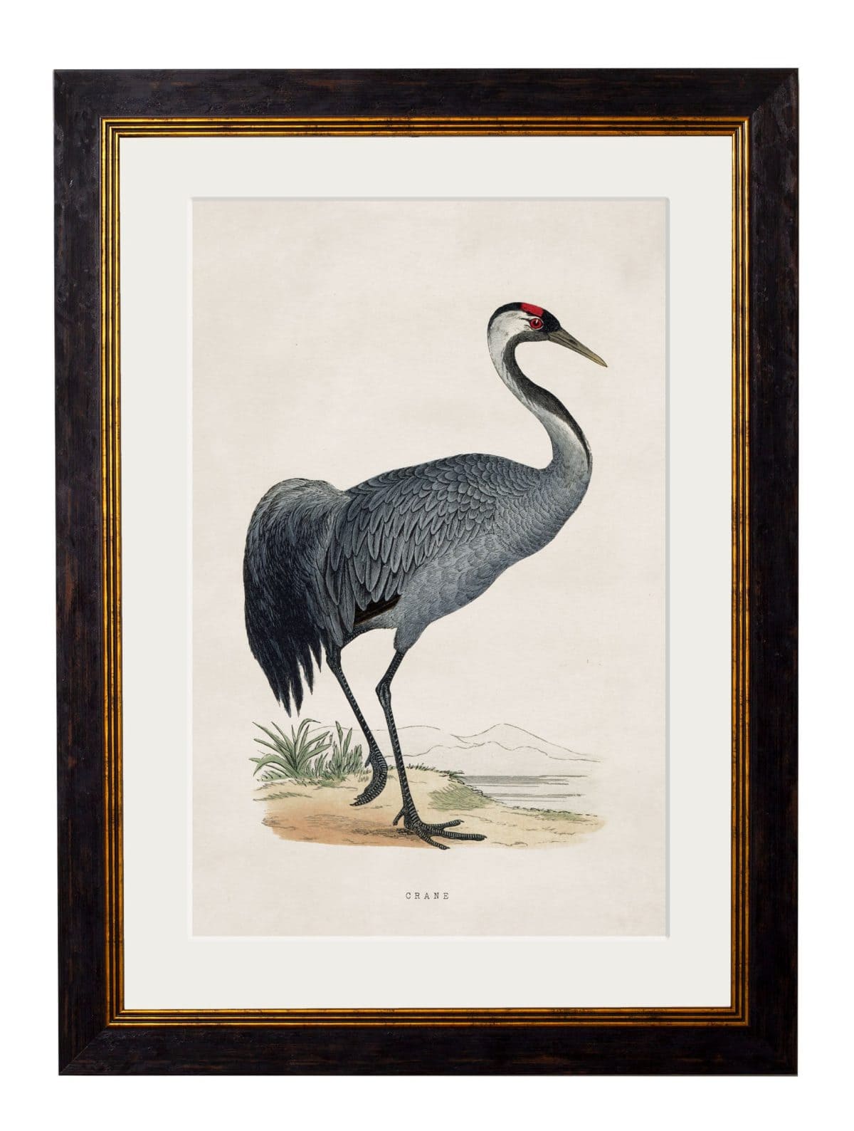 British Wading Birds
