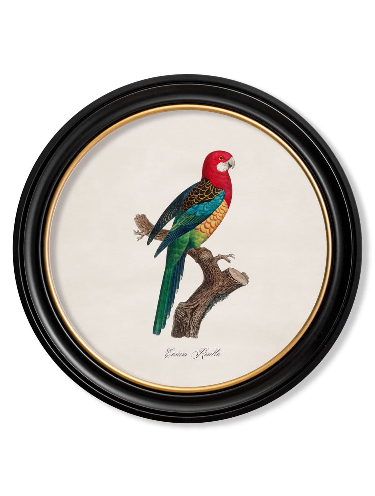 Collection of Parrots in Round Frames 1
