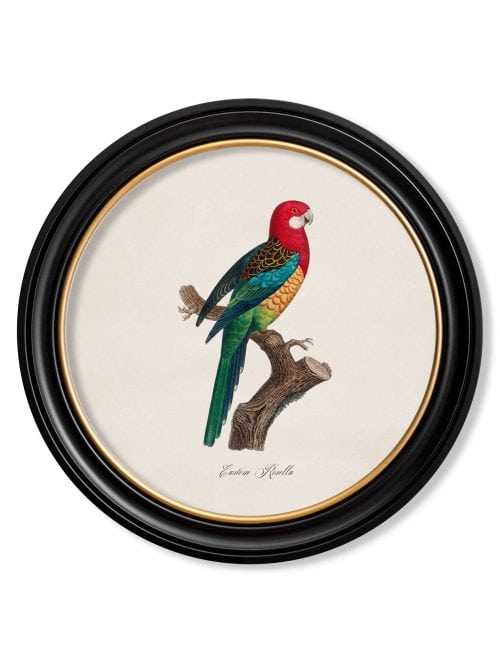 Collection of Parrots in Round Frames 1