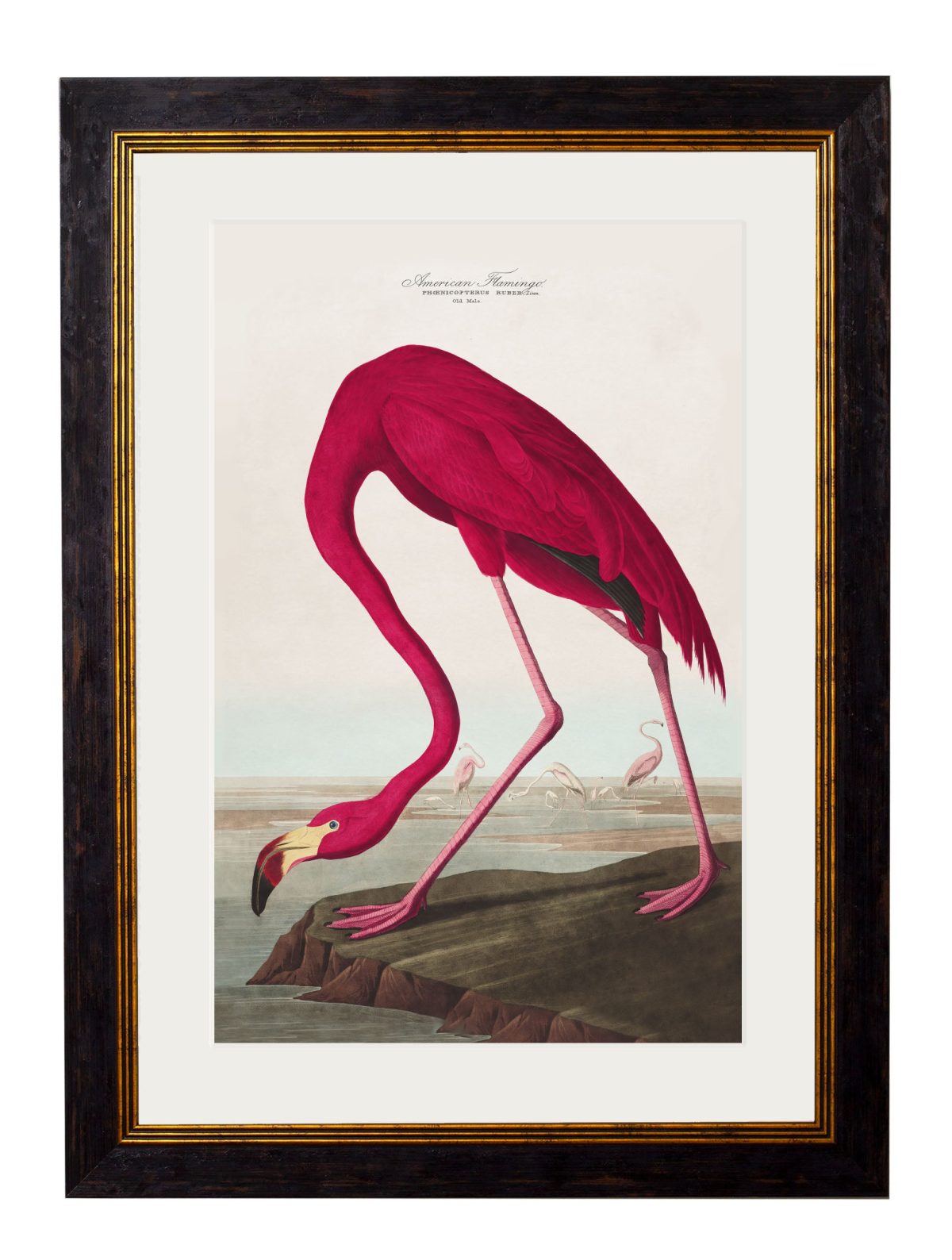 Audubon's Birds of America