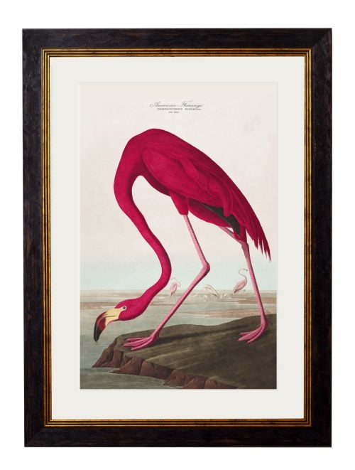 Audubon's Birds of America