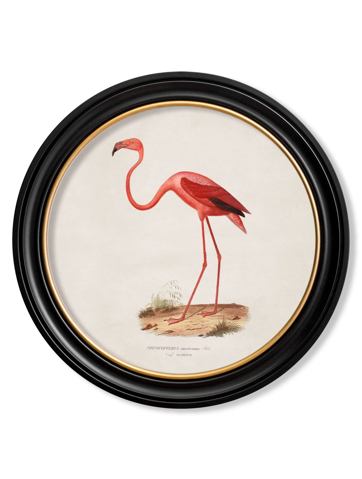 Flamingo - Round Frame