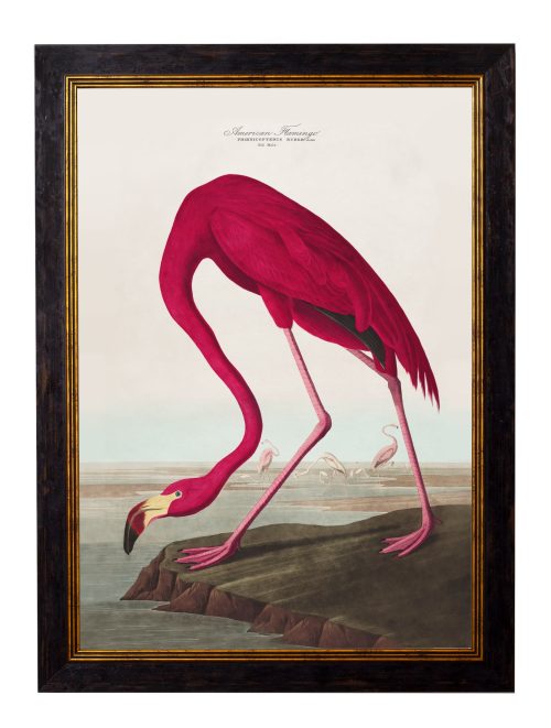 Audubon's Birds of America