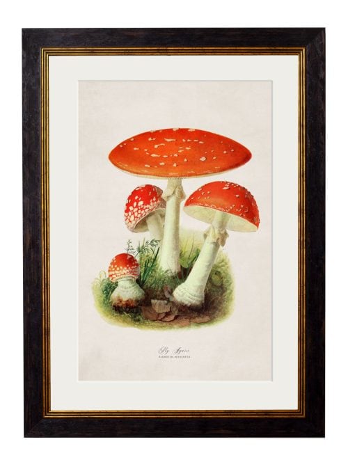 Fly Agaric