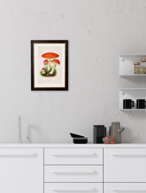 Fly Agaric