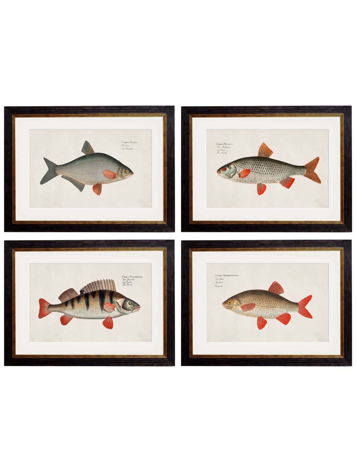 Fresh Water Fish Artwork