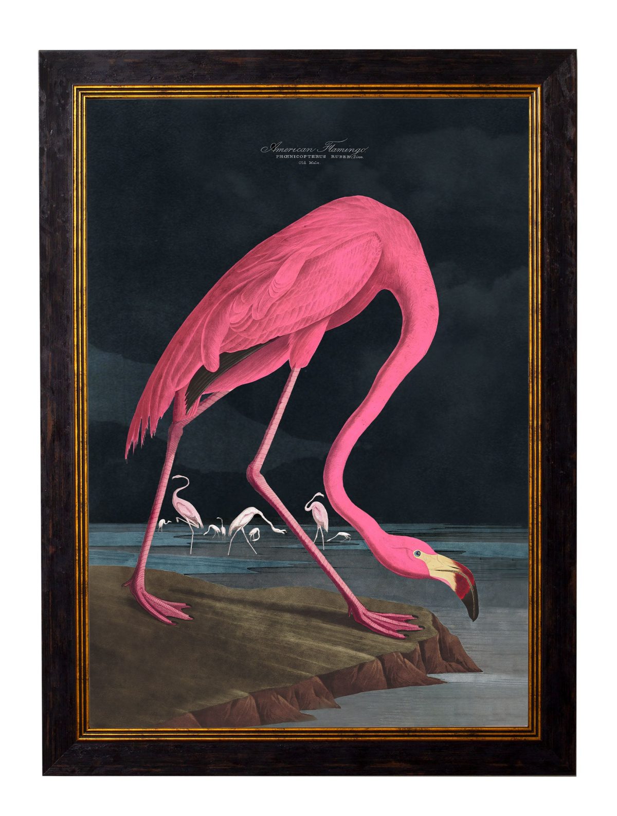 Audubon's Flamingo - Dark