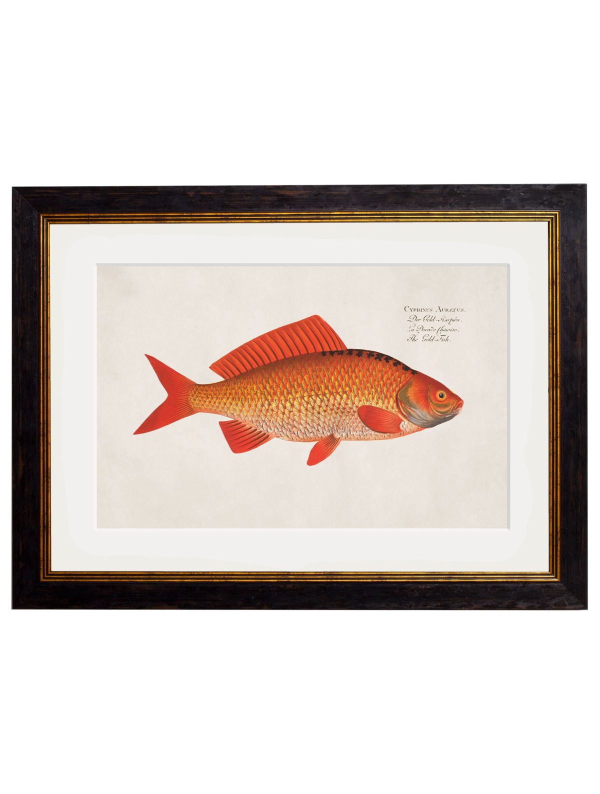 Goldfish and Golden Orfe