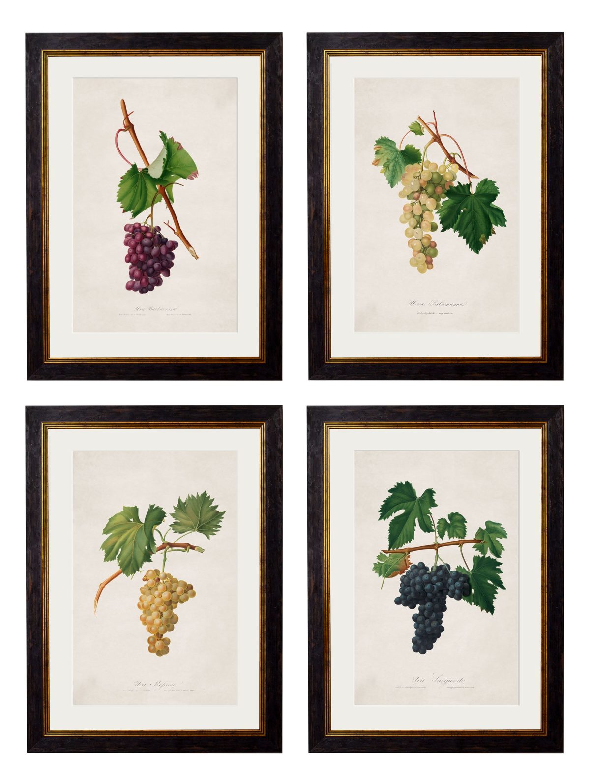 Collection of Botanical Grapes