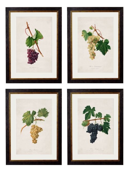 Collection of Botanical Grapes