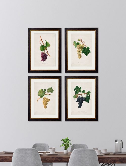 Collection of Botanical Grapes