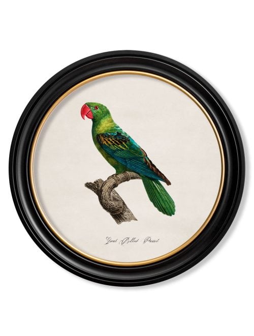 Collection of Parrots in Round Frames 1