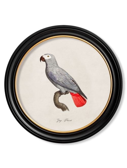 Collection of Parrots in Round Frames 1