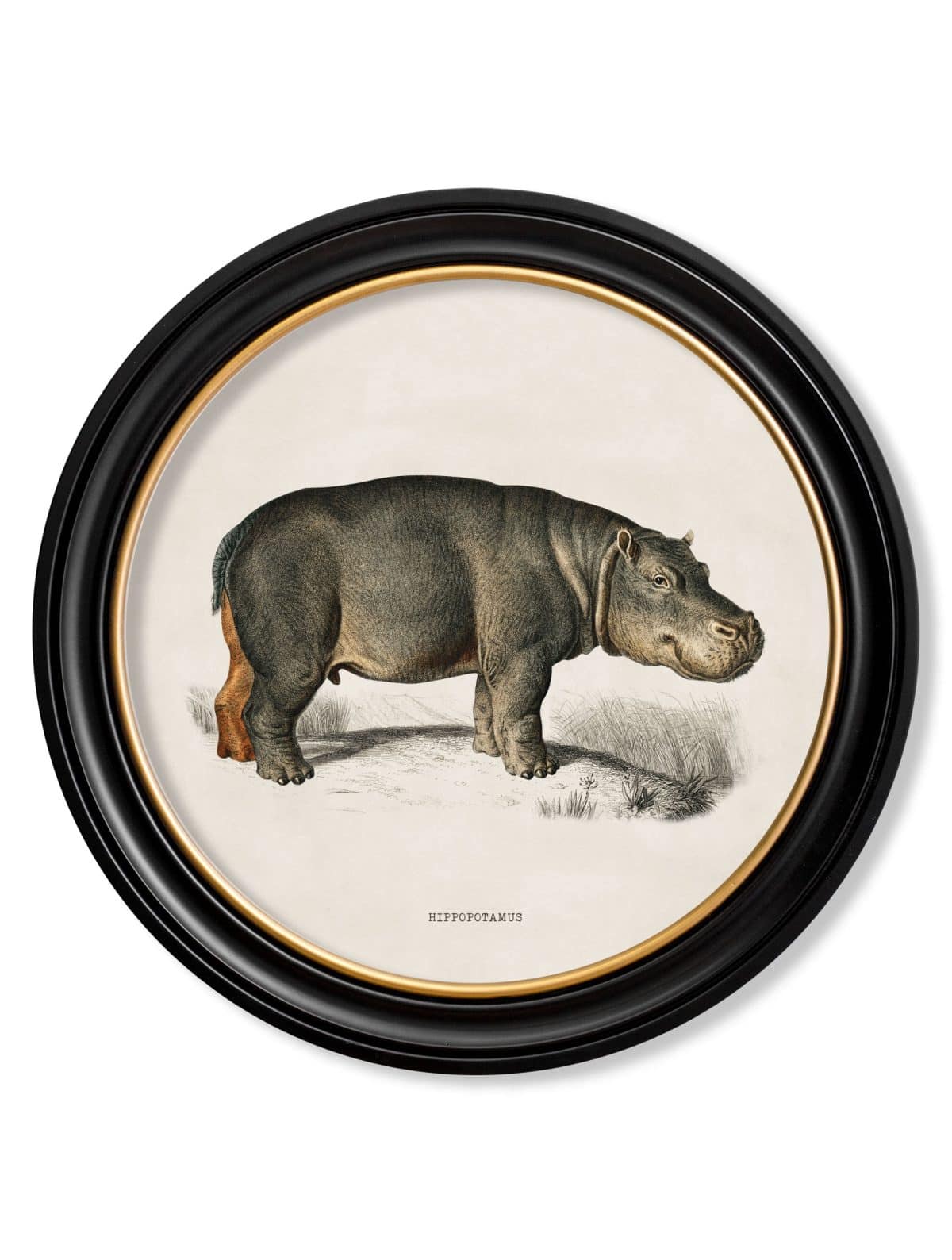 Rhino & Hippo - Round Frames