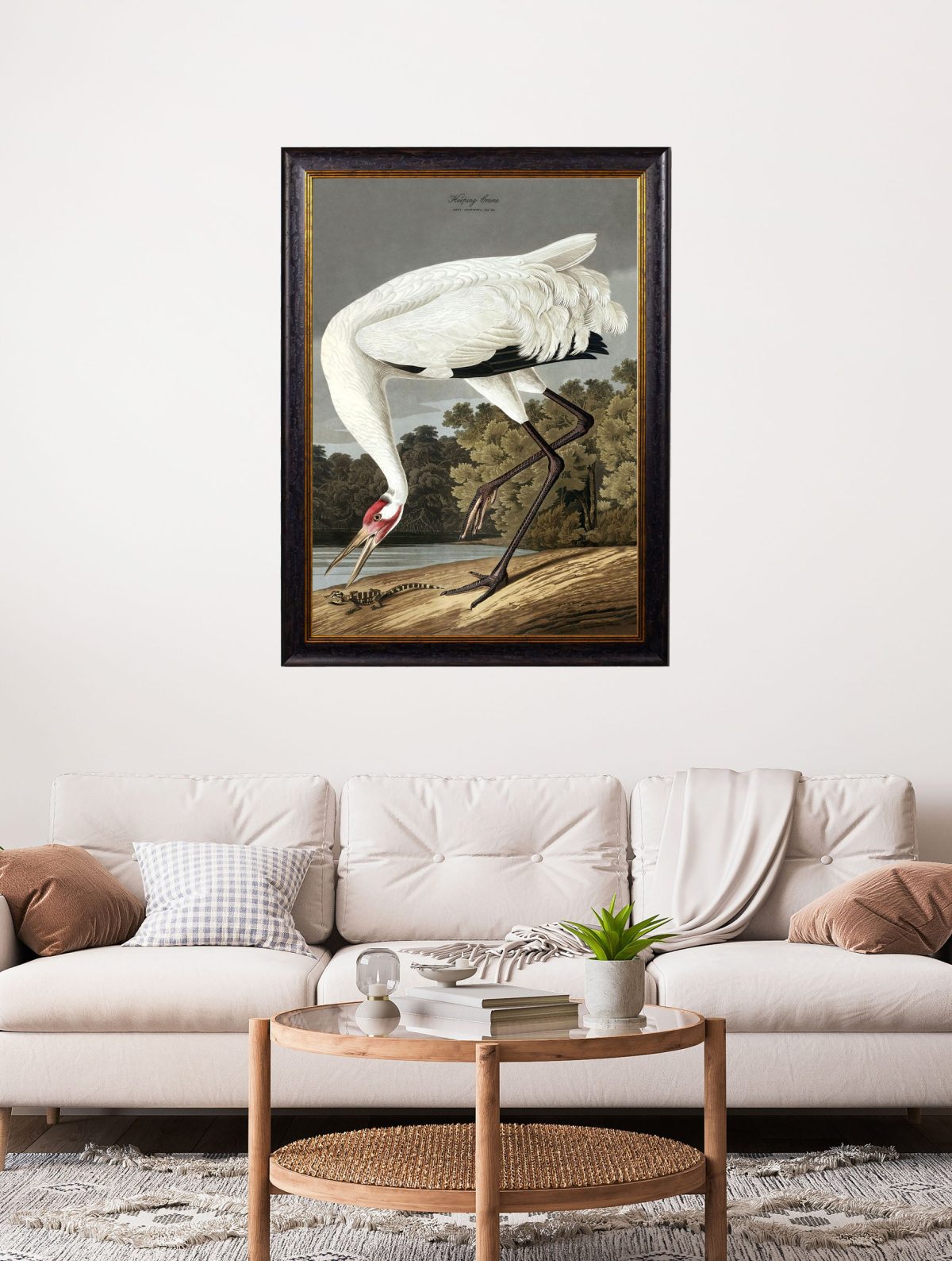 Audubon's Hooping Crane