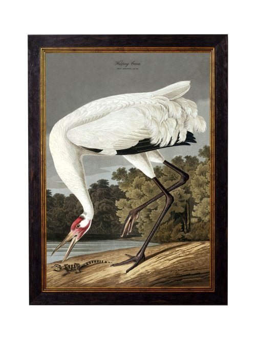 Audubon's Hooping Crane