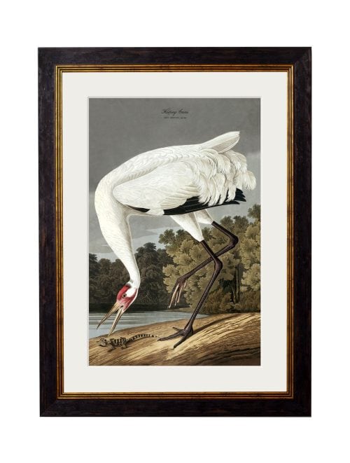 Audubon's Hooping Crane