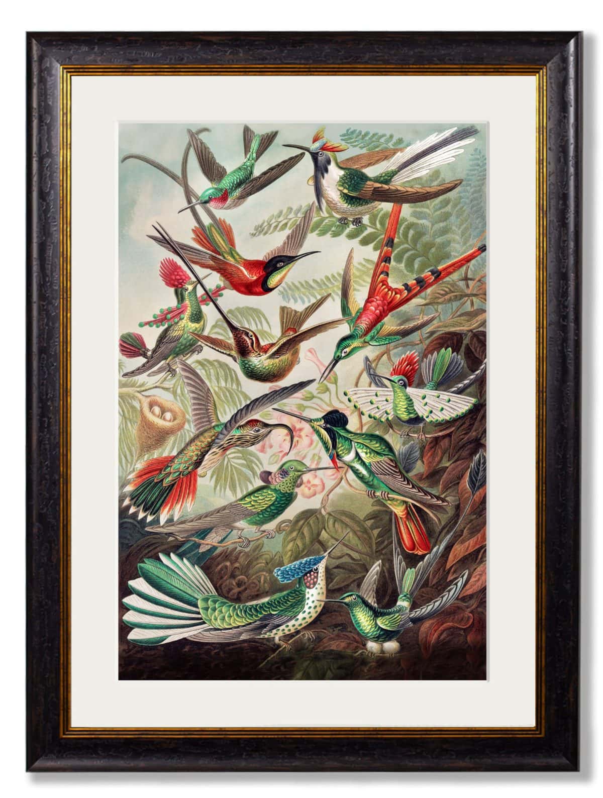 Haeckel Hummingbirds