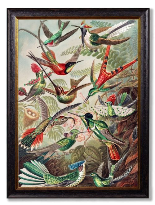 Haeckel Hummingbirds