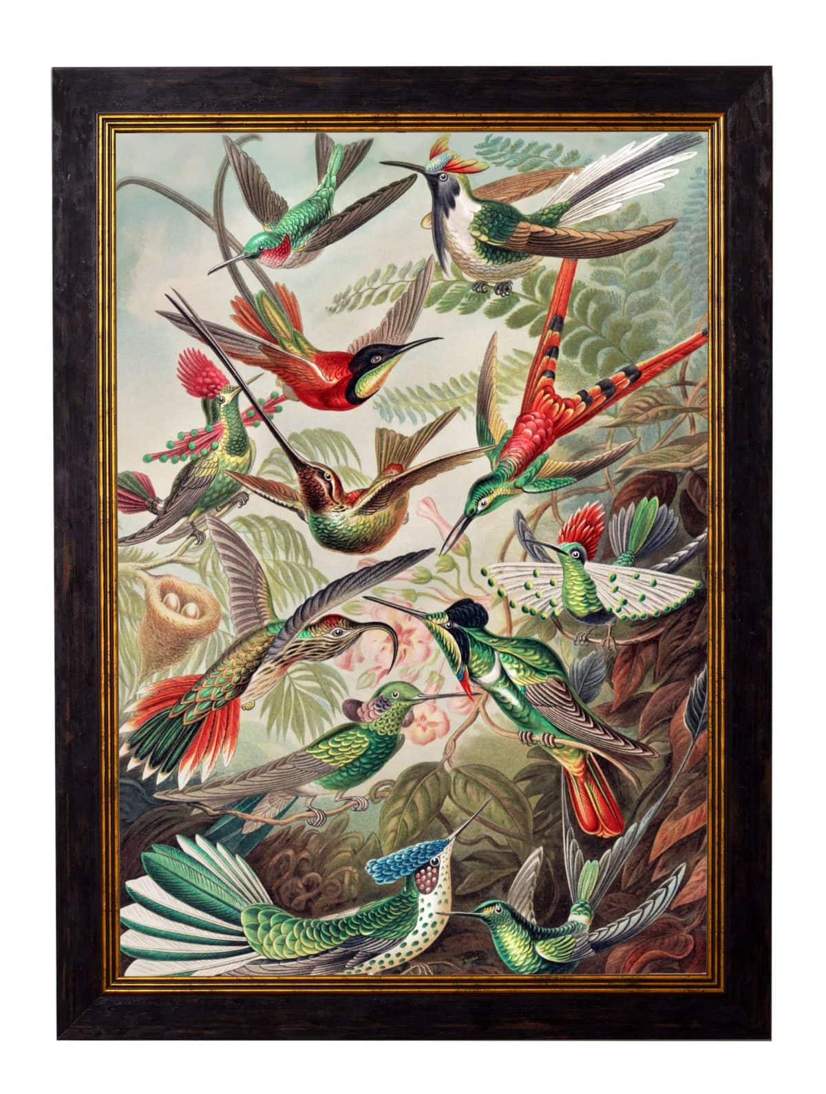 Haeckel Hummingbirds