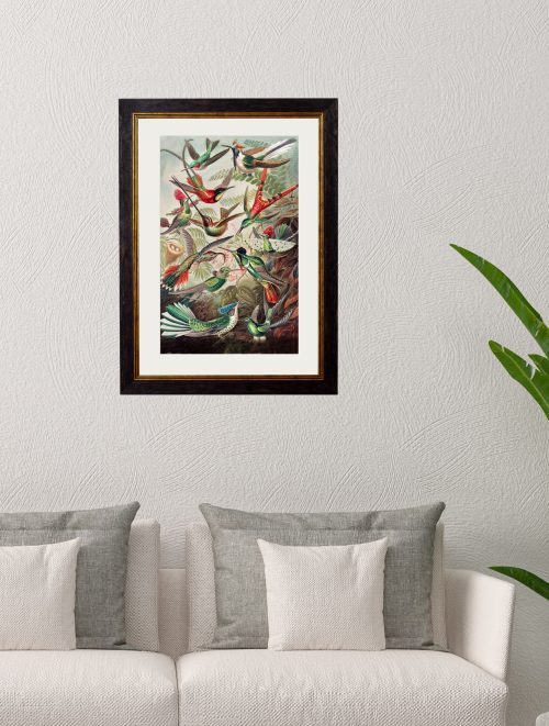 Haeckel Hummingbirds