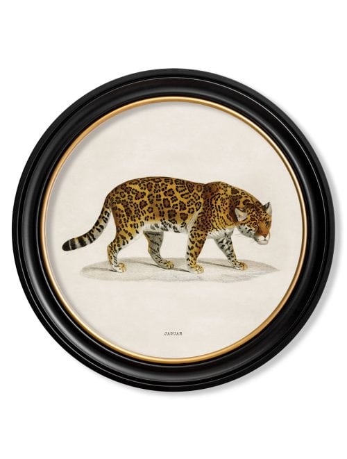 Jaguar - Round Frame