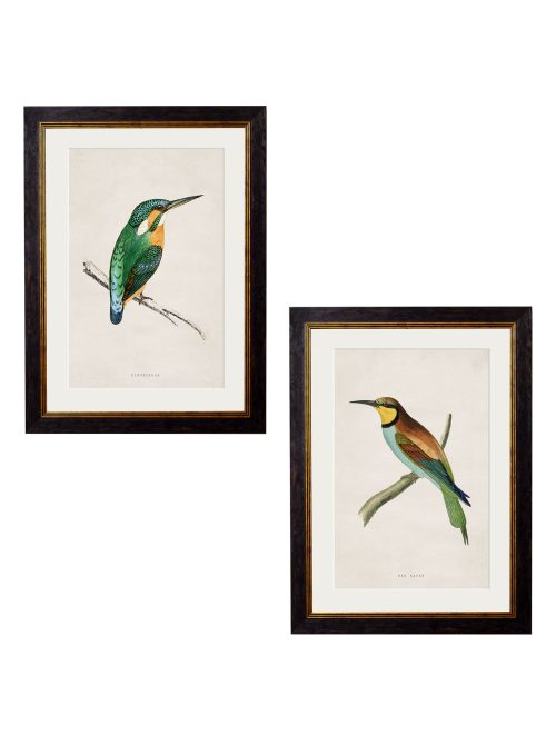 Kingfisher & Bee Eater
